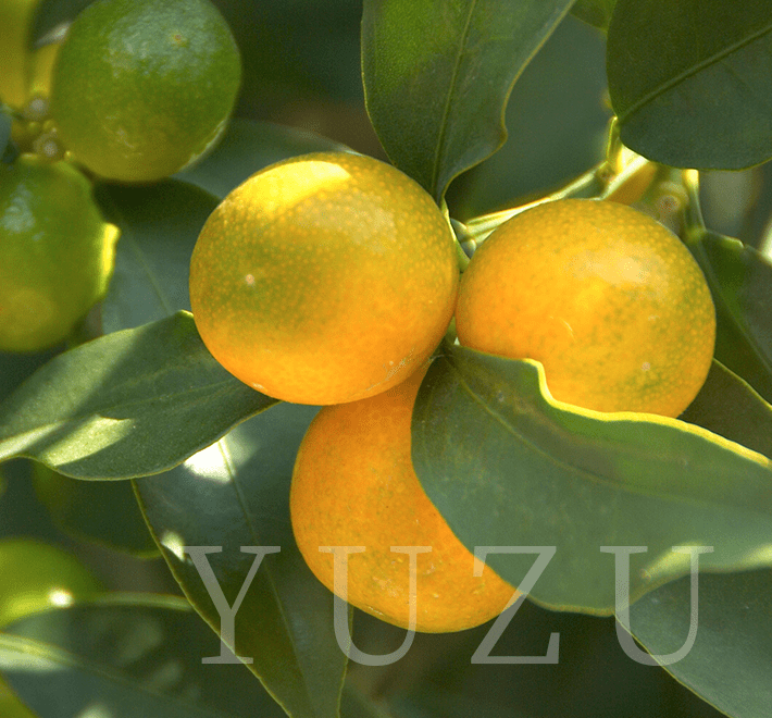 yuzu